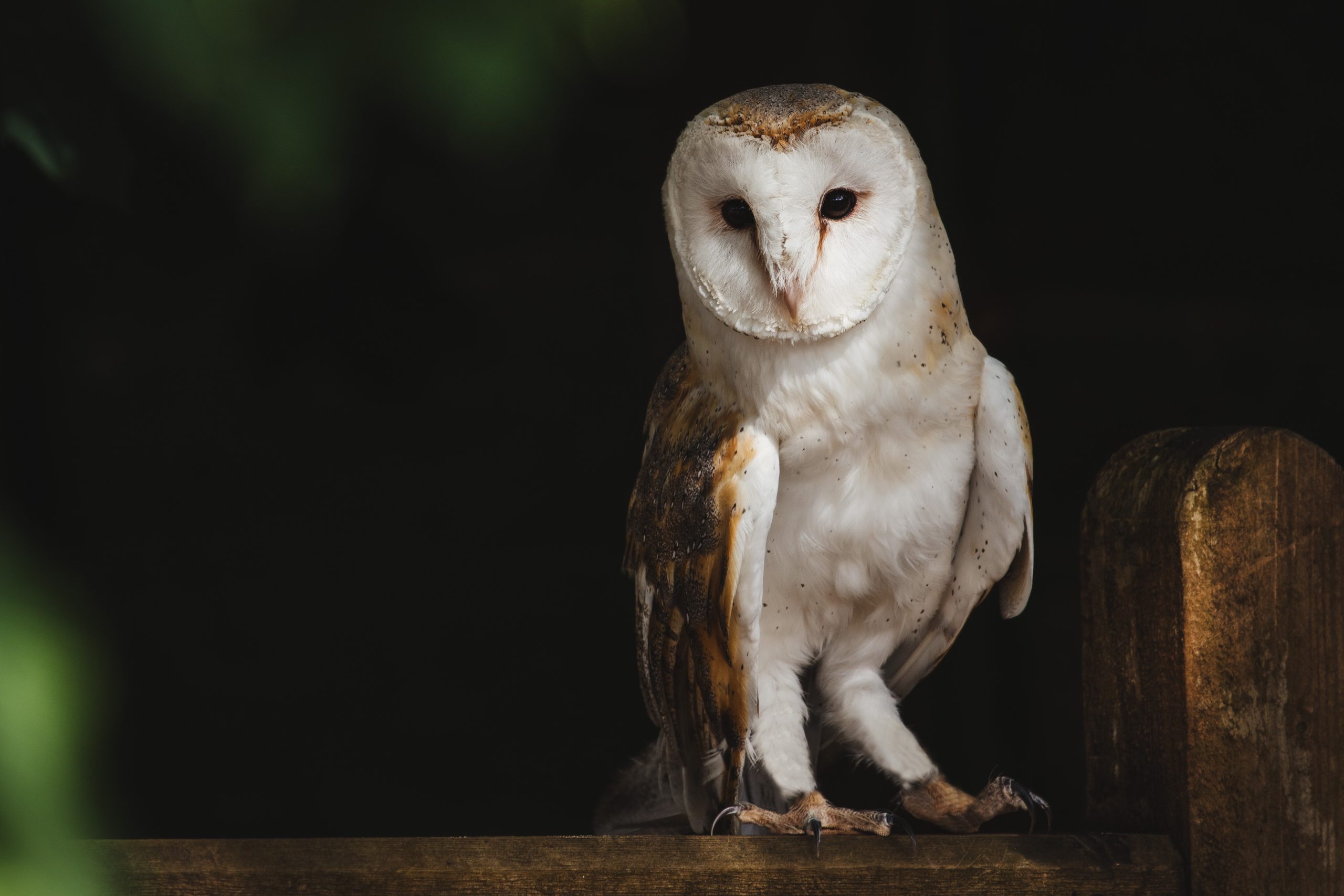 Barn owl perched