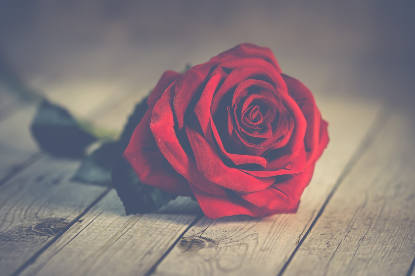 A single red rose