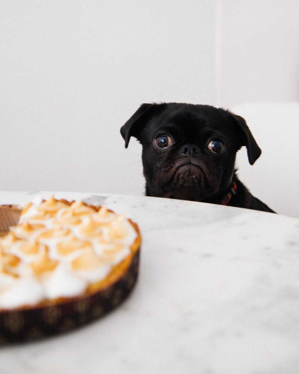 A black pug looking forlornly at a meringue pie