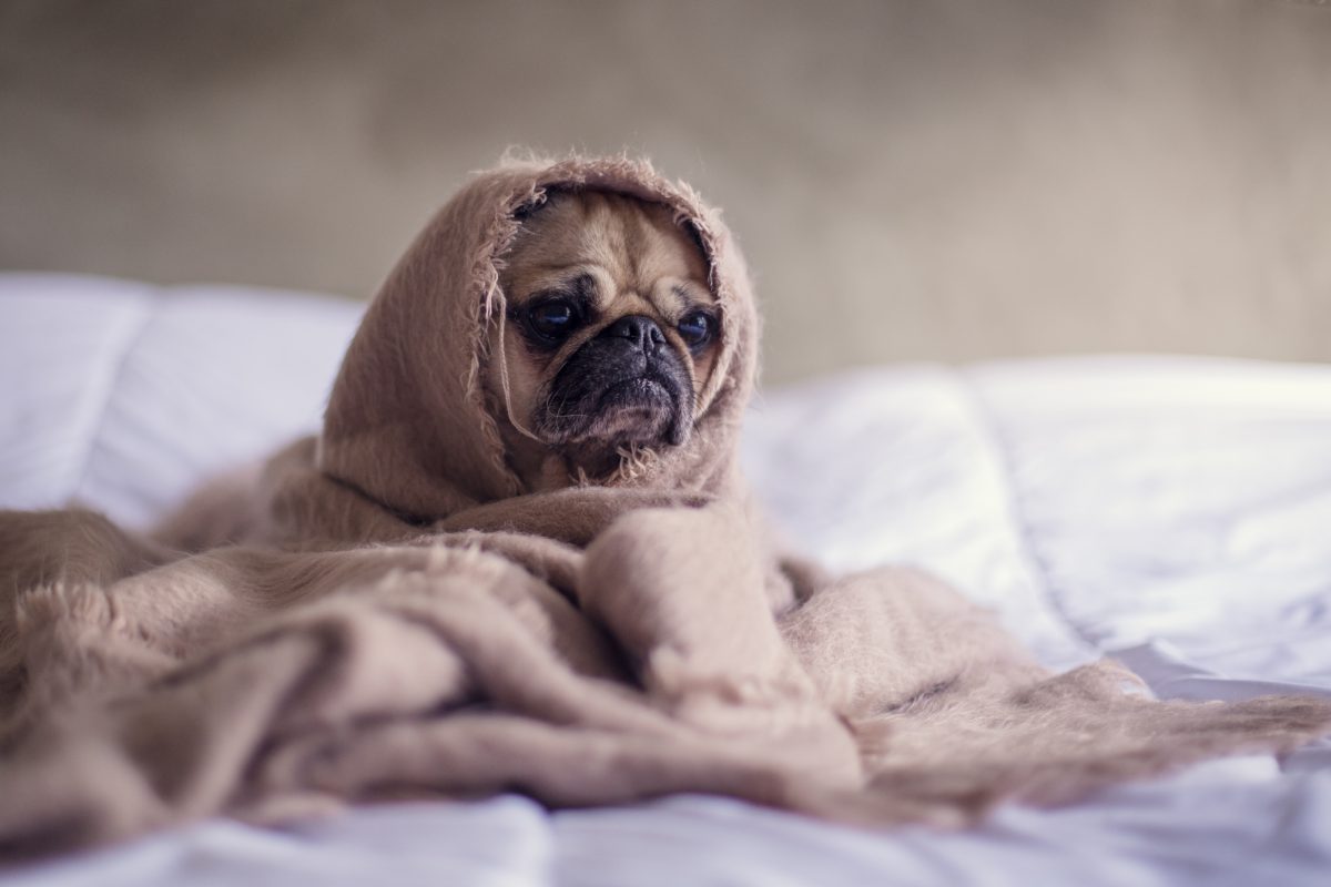 A pug wrapped in a blanket overcome with melancholy