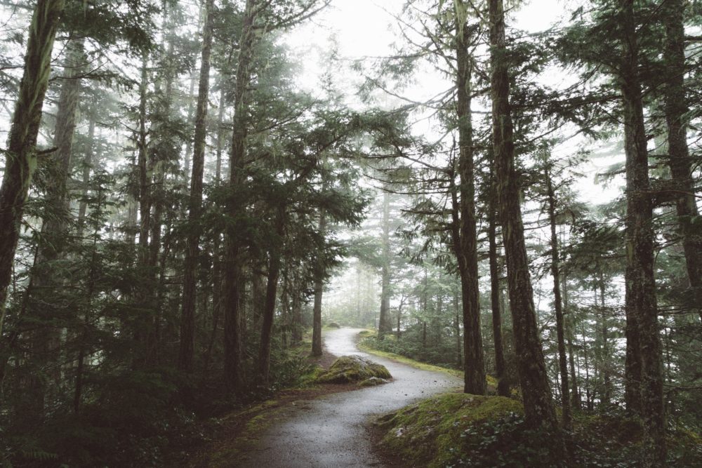 A forest path