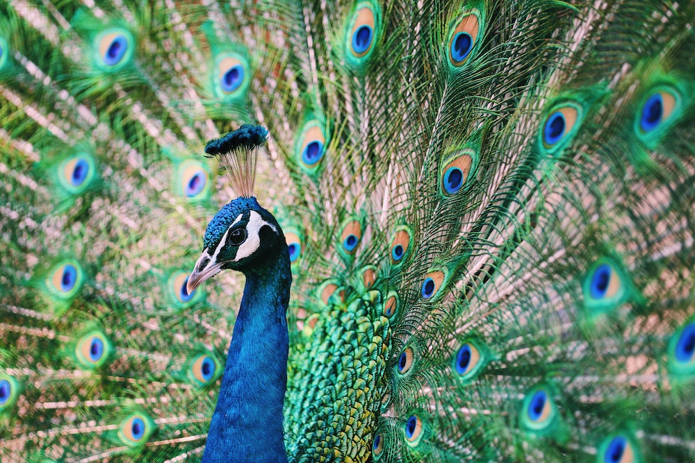 peacock