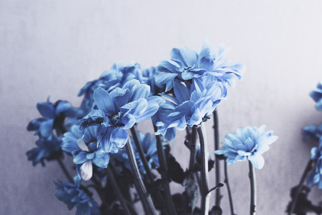 blue flowers