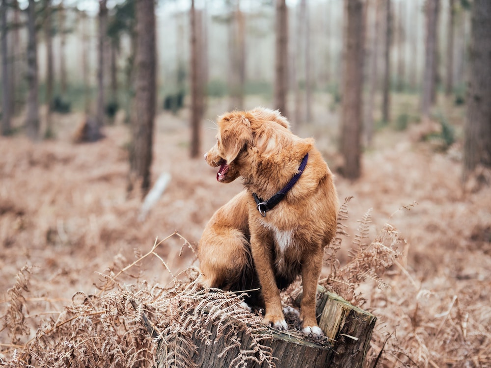 dog in the woods