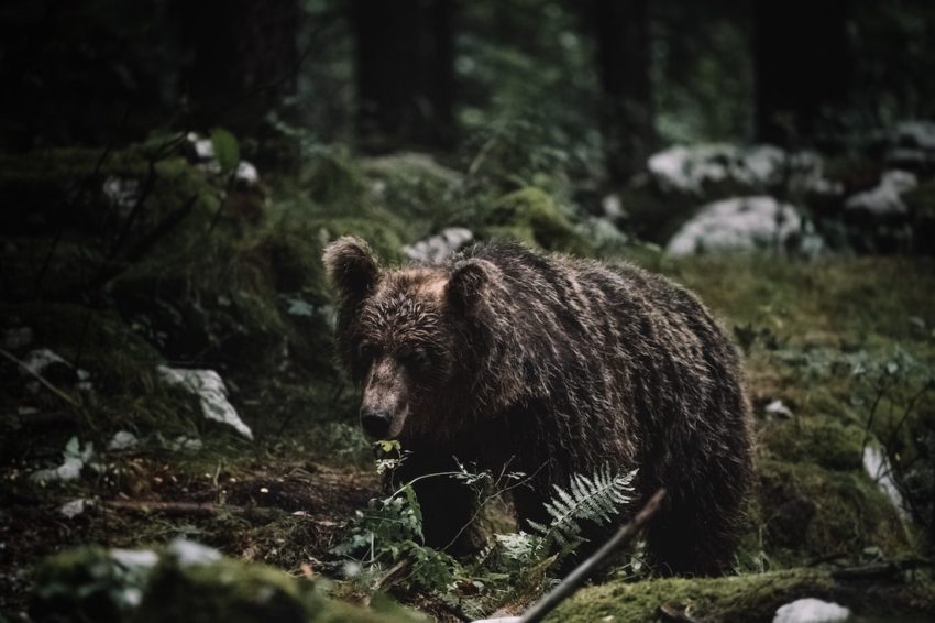 bear in forest