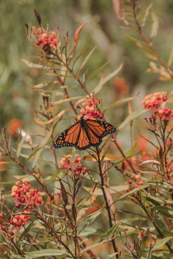 message from a monarch butterfly