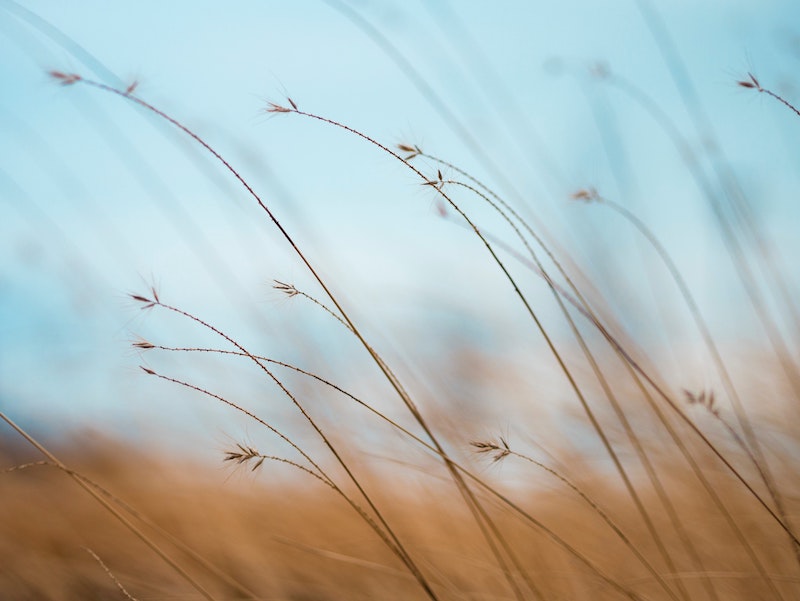 a field of barley